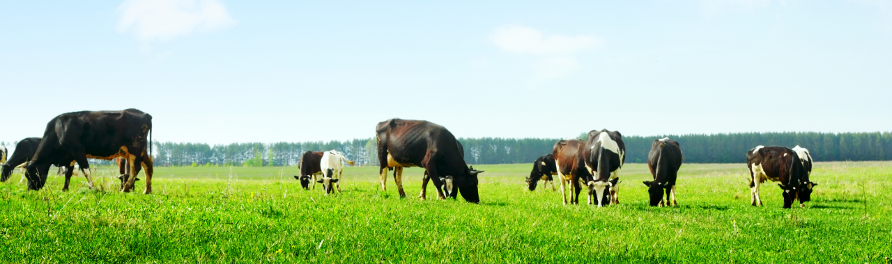 Intelligent Labels animal identification